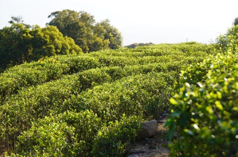 作为半岩茶原料基地——鼓山水晶山茶山，背靠高耸的鼓山主峰屴崱峰，面朝三江口，岩秀谷幽，云雾缭绕，高空俯瞰像一幅流动的绿色画卷。
