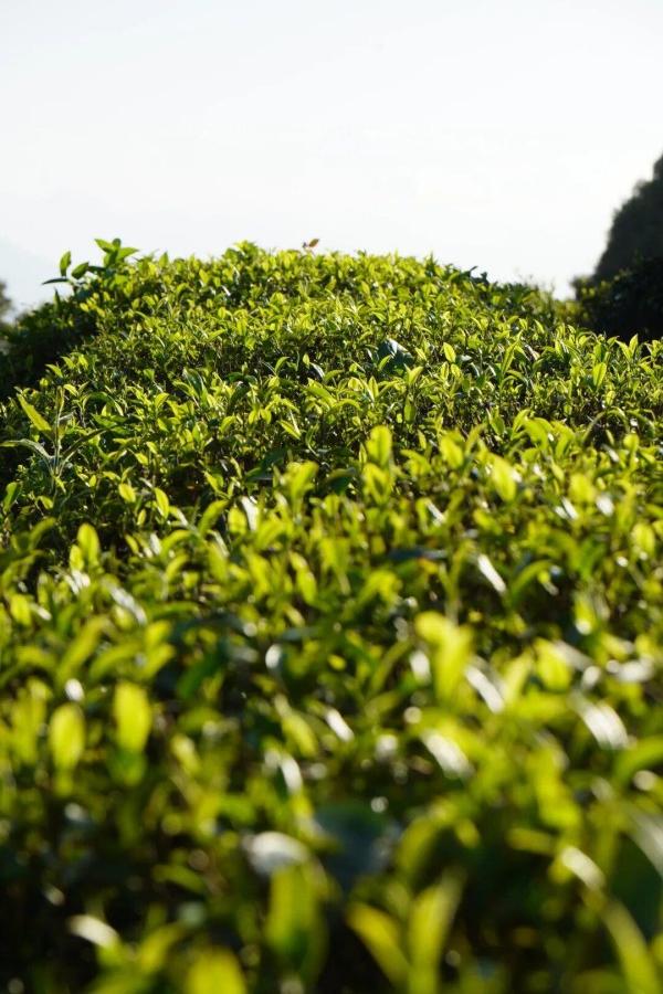 作为半岩茶原料基地——鼓山水晶山茶山，背靠高耸的鼓山主峰屴崱峰，面朝三江口，岩秀谷幽，云雾缭绕，高空俯瞰像一幅流动的绿色画卷。