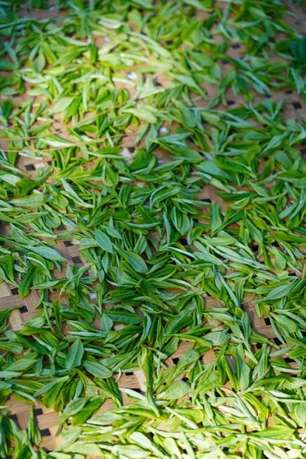 采摘下来的新鲜茶青，会第一时间运往加工车间，经过晾青（萎凋）——揉捻——发酵——上焙等工艺制作，最大程度保留茶叶本真滋味。