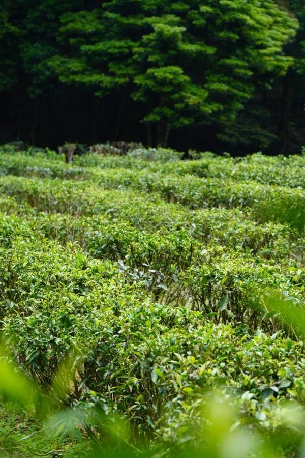 鼓山水晶山茶园：一叶一芽，皆是春。