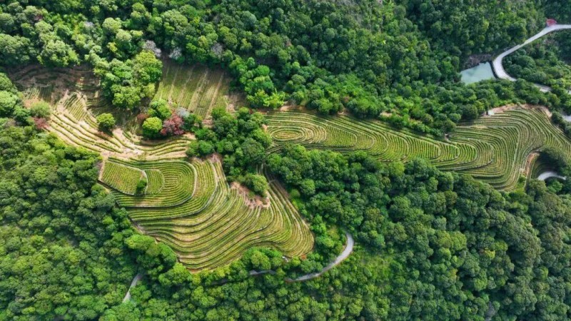 层层叠叠的茶垄铺向云端，葱郁的茶树枝头缀满饱满新芽，透着蓬勃生机。