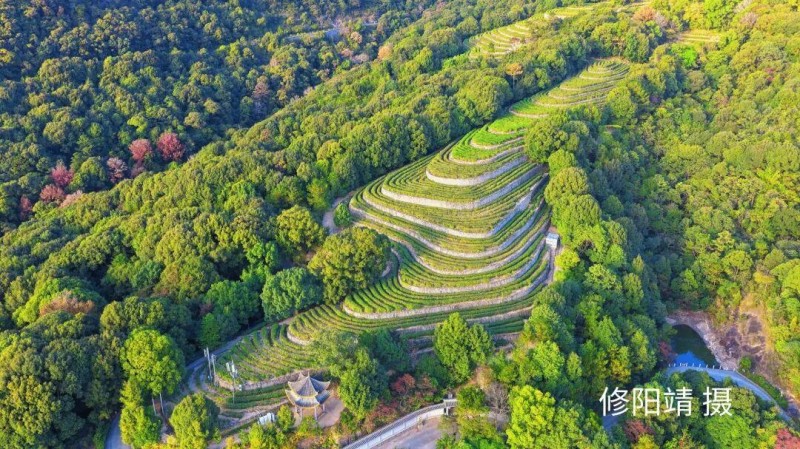 层层叠叠的茶垄铺向云端，葱郁的茶树枝头缀满饱满新芽，透着蓬勃生机。