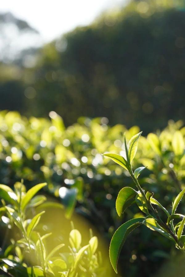 鼓山的半岩茶开采咯！今天以茶为媒，一起感受鼓山半岩茶文化！