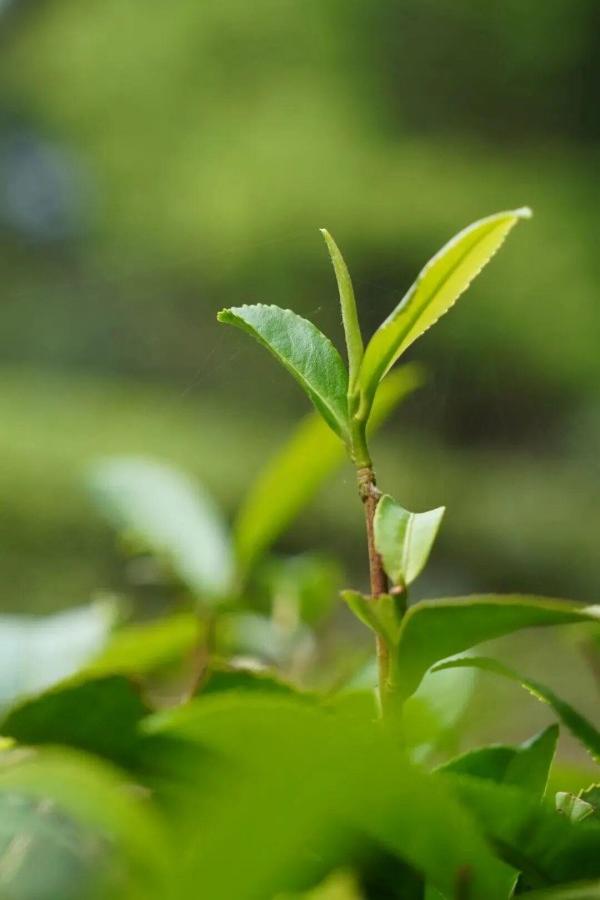 一叶一芽，皆是春。