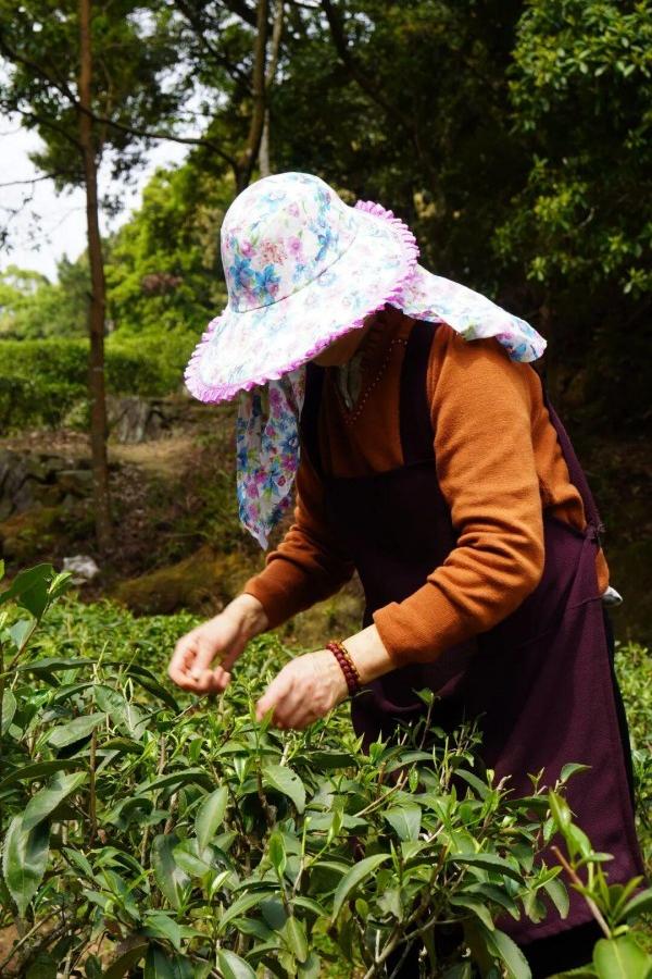 茶中佳品想要保住高品质，就要赶在清晨带露水时采摘。