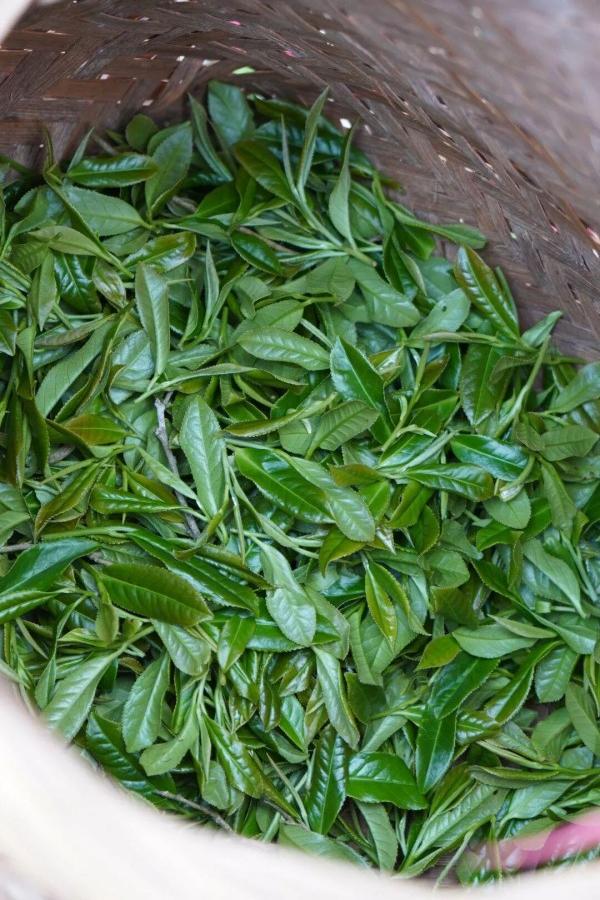 采摘下来的新鲜茶青，会第一时间运往加工车间，经过晾青（萎凋）——揉捻——发酵——上焙等工艺制作，最大程度保留茶叶本真滋味。