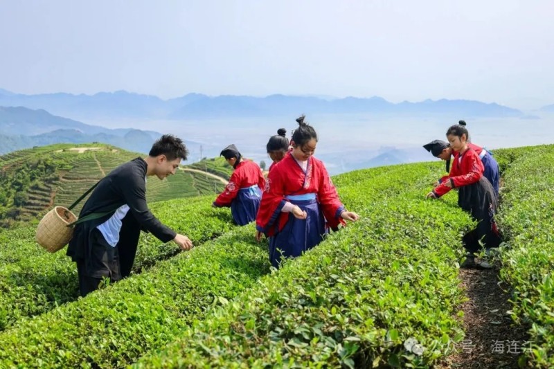 走进茶垄在山野间上一堂生动鲜活的自然文化课，学习采茶手法、体验制茶乐趣。