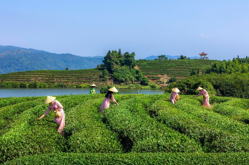 走进茶垄在山野间上一堂生动鲜活的自然文化课，学习采茶手法、体验制茶乐趣。