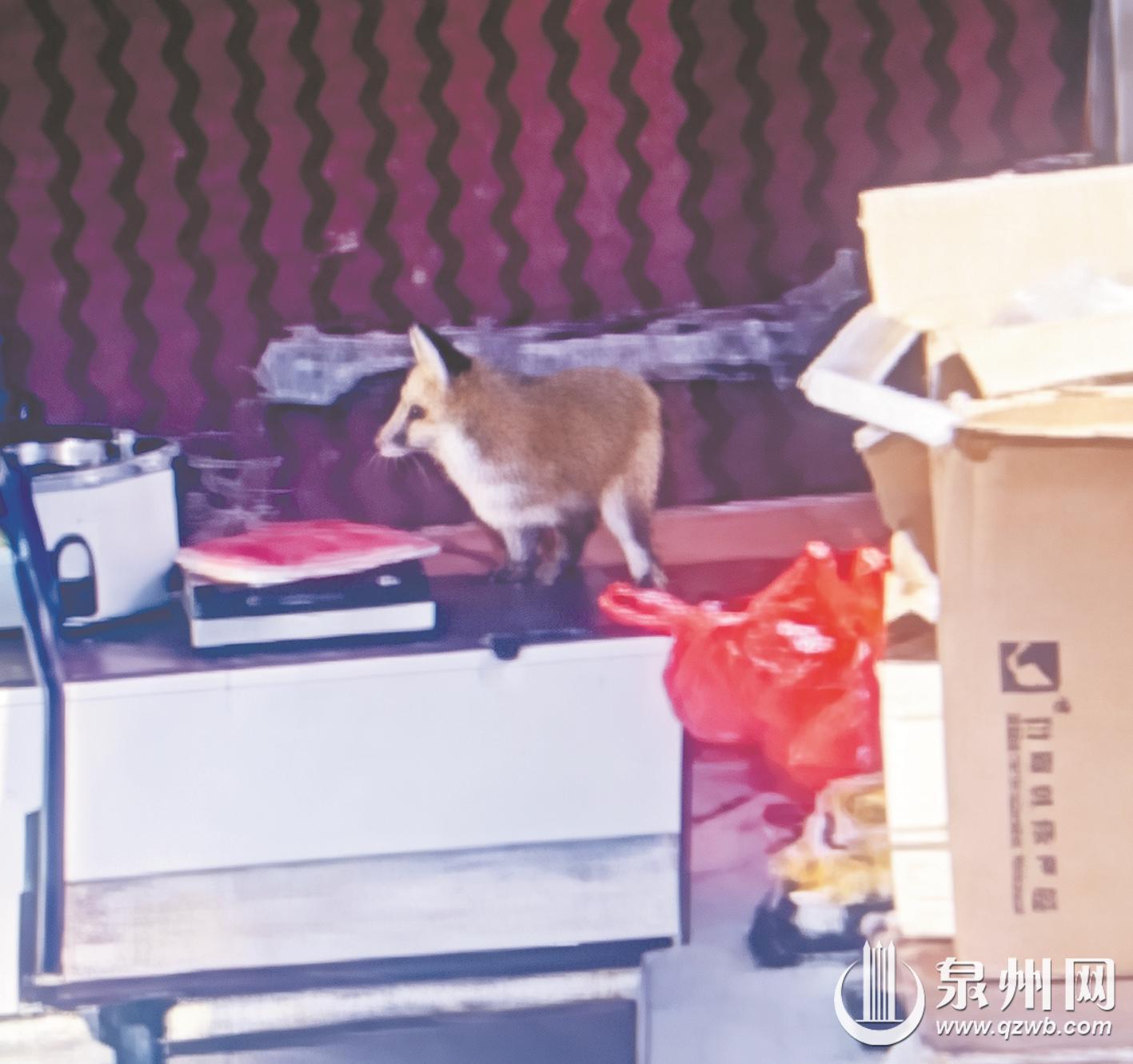 赤狐出没清源山 泉州范围内记录不多 种群数量极为稀少