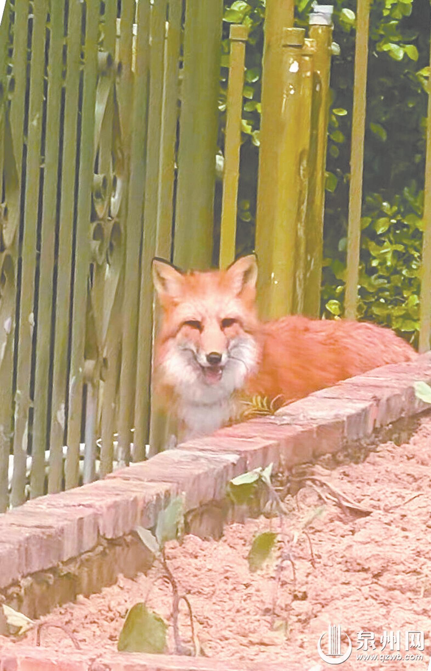 赤狐出没清源山 泉州范围内记录不多 种群数量极为稀少