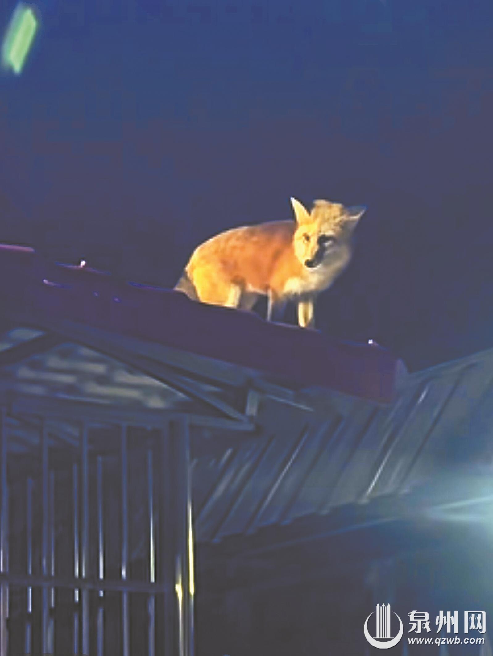 赤狐出没清源山 泉州范围内记录不多 种群数量极为稀少