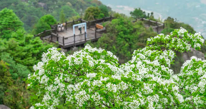 流苏+云海!福州鼓岭柱里景区,太出片了!