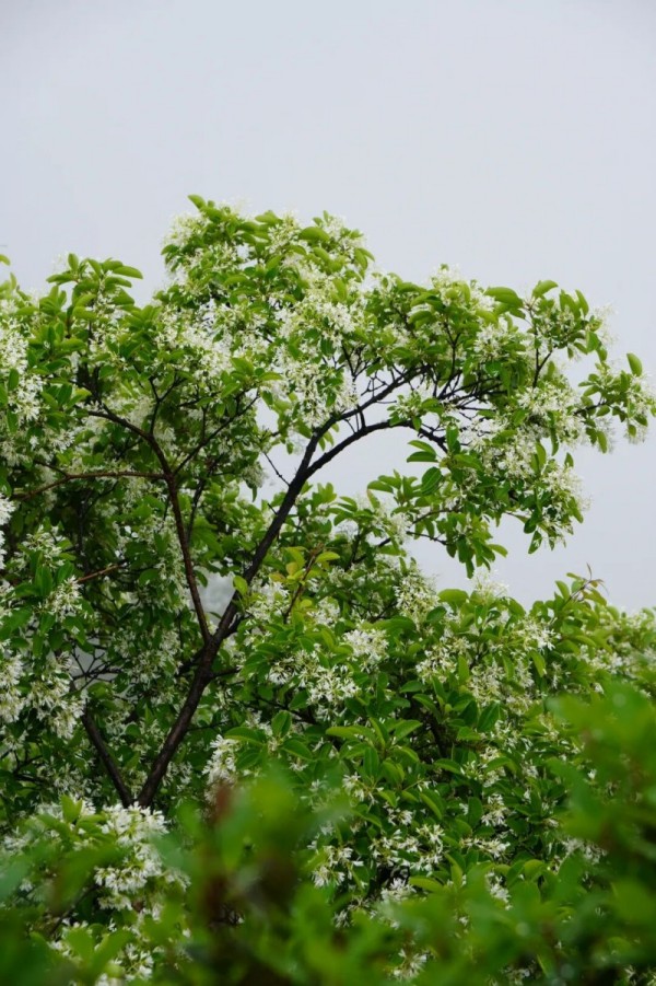 柱里景区的流苏多数依傍在山崖之上，尤其是雨后，能观赏到云烟与白流苏共舞的景象。
