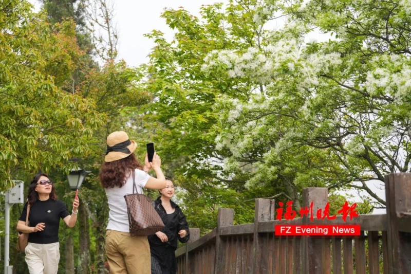 环柱岗顶游步道可近距离观赏流苏，成为游客登高览景的首选路线。