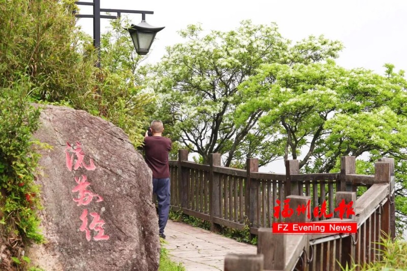 环柱岗顶游步道可近距离观赏流苏，成为游客登高览景的首选路线。