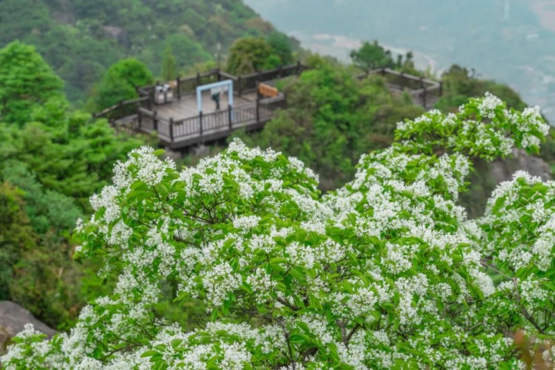 连日来，福州鼓岭柱里景区流苏悄然盛开，漫山洁白，如云似雪，吸引众多游客前来打卡观赏。