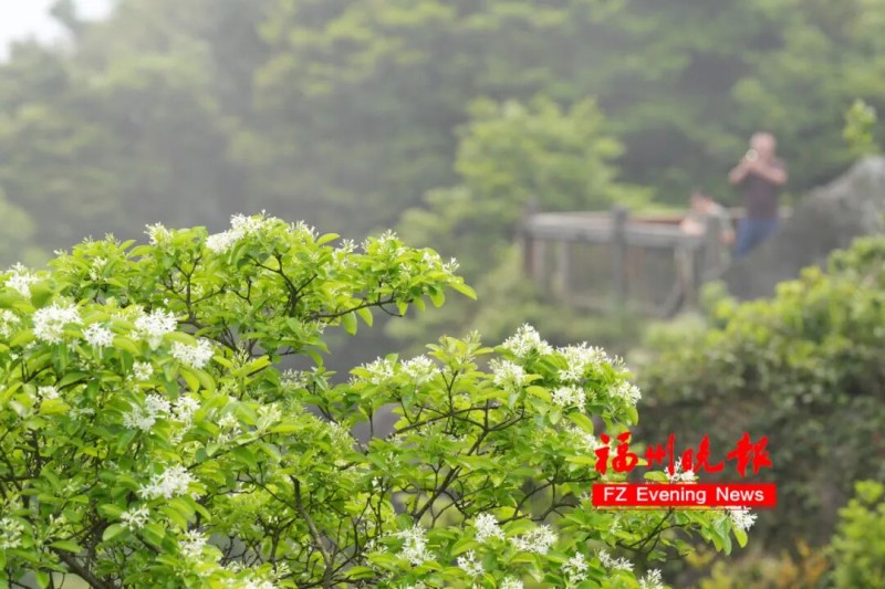 在柱里景区既有分布于山林间的新种流苏，也有自然生长于崖壁间的野生流苏，二者构成一幅动静相宜的山野画卷。