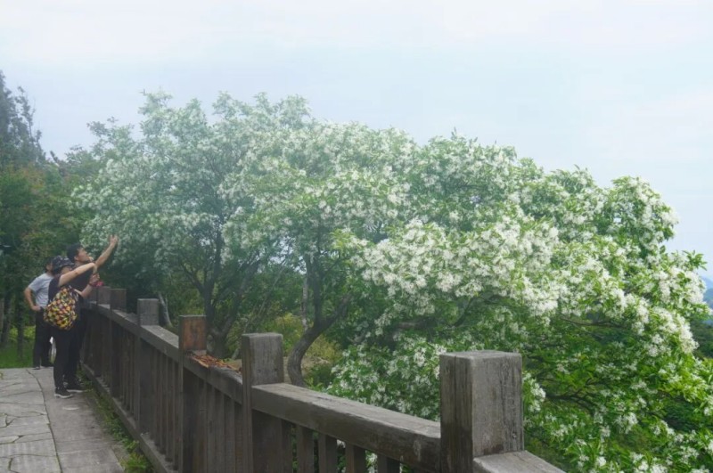 环柱岗顶游步道可近距离观赏流苏，成为游客登高览景的首选路线。