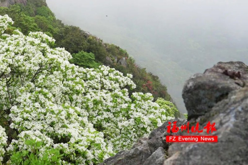 在柱里景区既有分布于山林间的新种流苏，也有自然生长于崖壁间的野生流苏，二者构成一幅动静相宜的山野画卷。