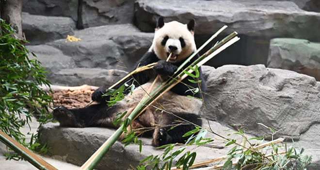 太萌啦!福州“国宝天团”的大梦山之春初体验