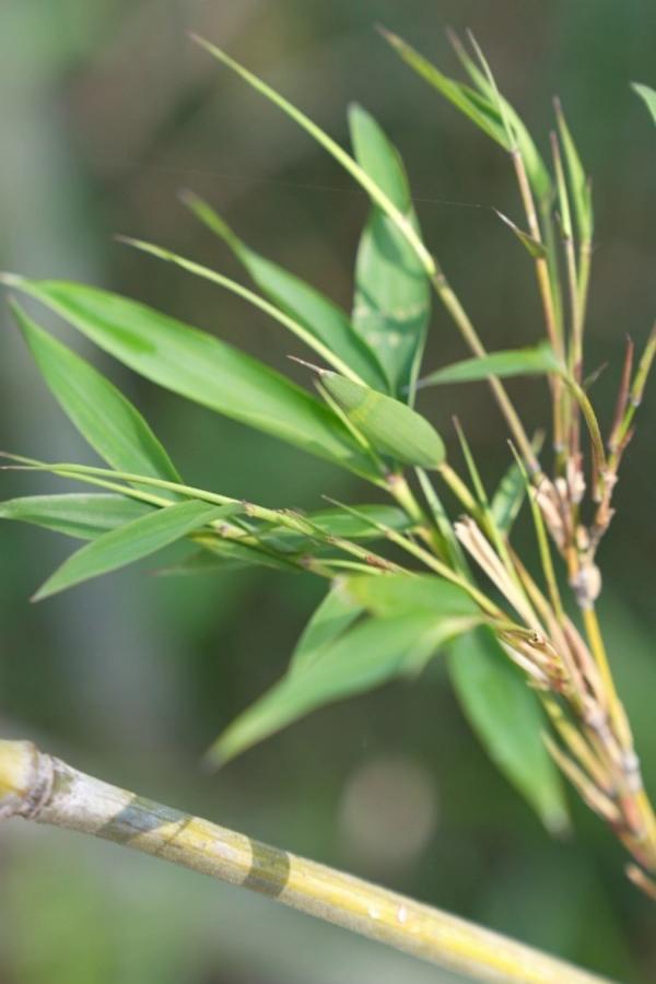 相较于其它地区的粗毛竹，九都村的细毛竹更受熊猫欢迎。