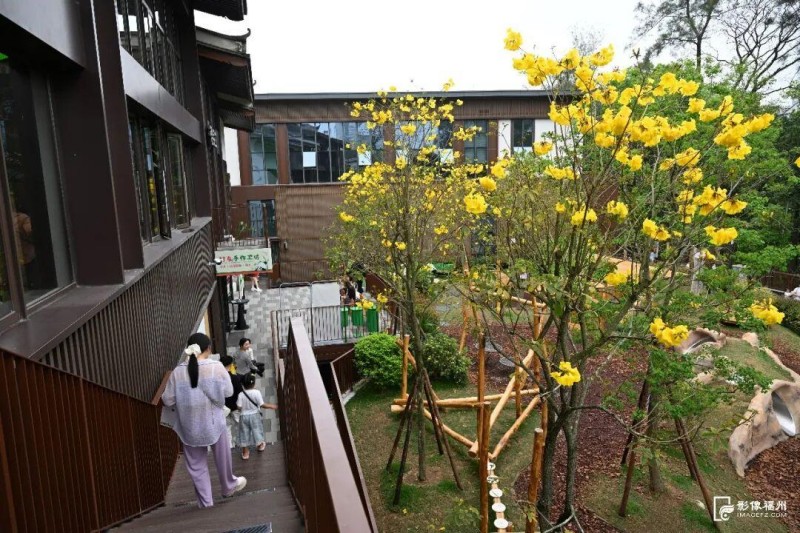 金黄色“风铃”与古厝风格的大熊猫院子相映成趣。记者 叶诚 摄
