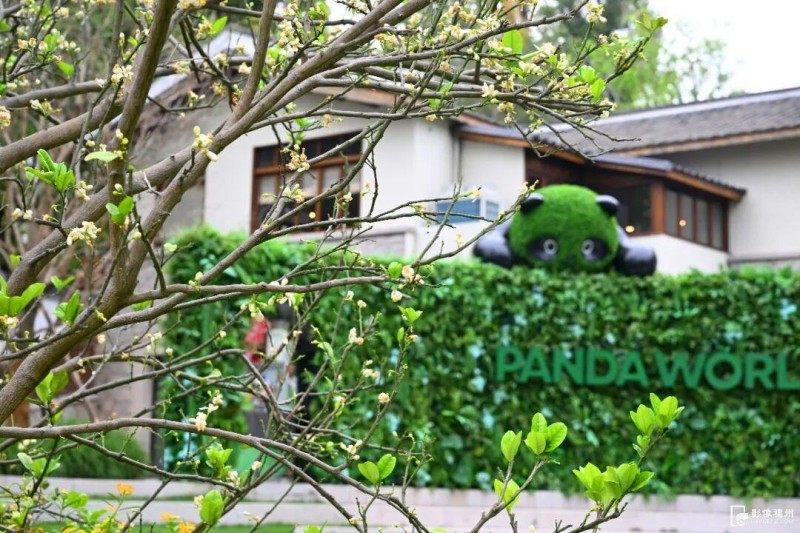 园区内柚子花开。记者 叶诚 摄