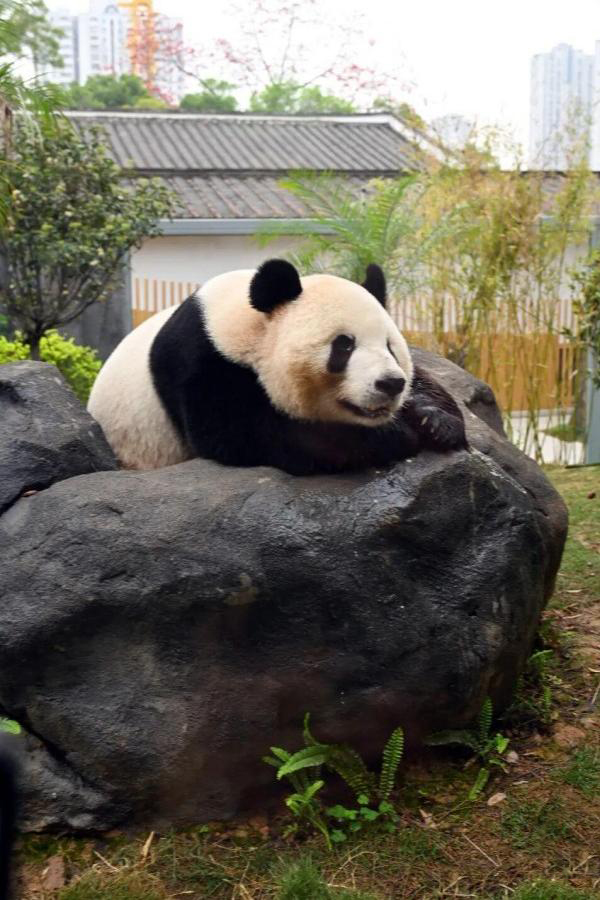 熊猫“晶亮”憨态可掬趴着。记者 叶诚 摄