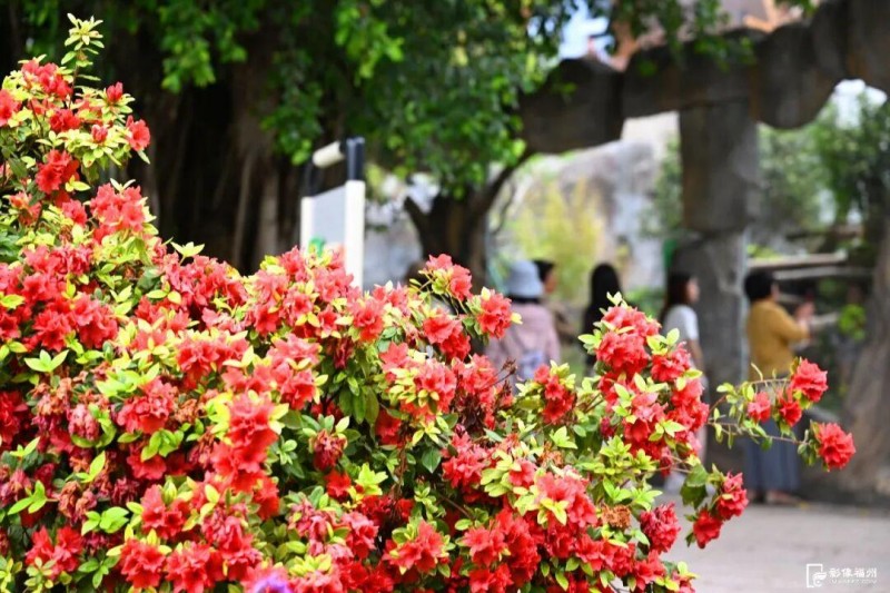 在园区的大福广场上，杜鹃花开得正艳。记者 叶诚 摄