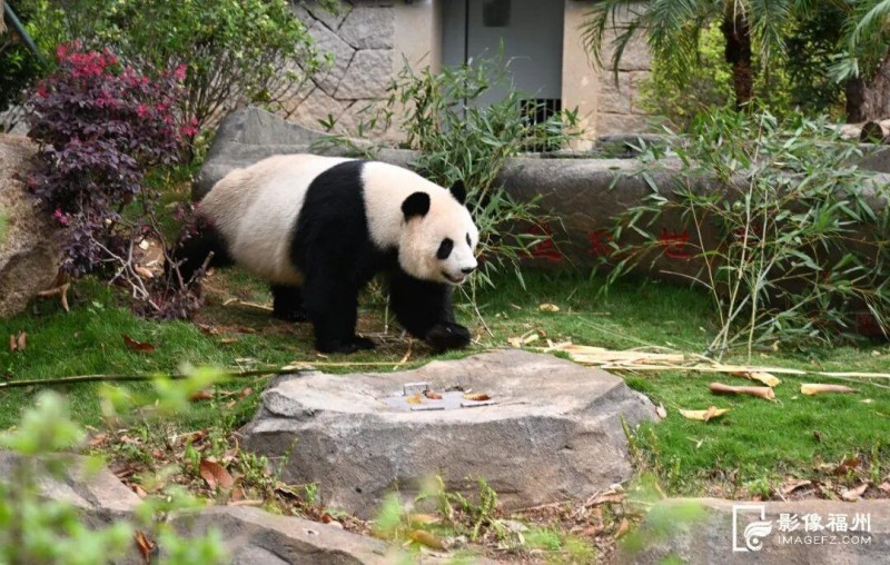 “荣耀”在场地里走动。记者 叶诚 摄