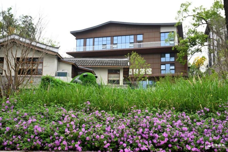 园区内细叶美女樱绽放。记者 叶诚 摄