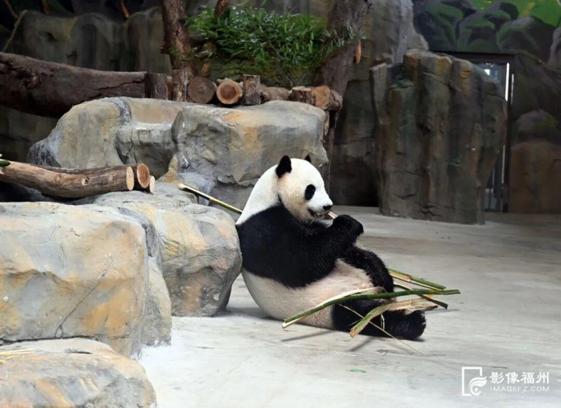 熊猫“启航”正在吃春竹。记者 叶诚 摄