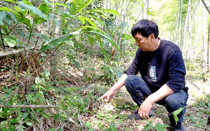 九都村文化协管员谢振扬察看竹笋生长状况。