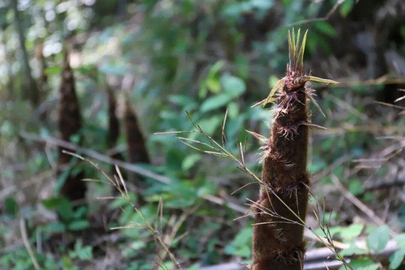 成排的竹笋在春雨滋润后，齐刷刷地探出头来，长势喜人。