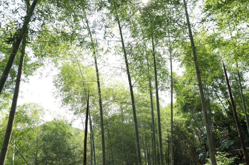 九都村的毛竹品质好、口感佳。