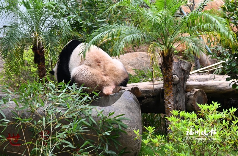 “荣耀”在标记气味。记者 叶诚 摄