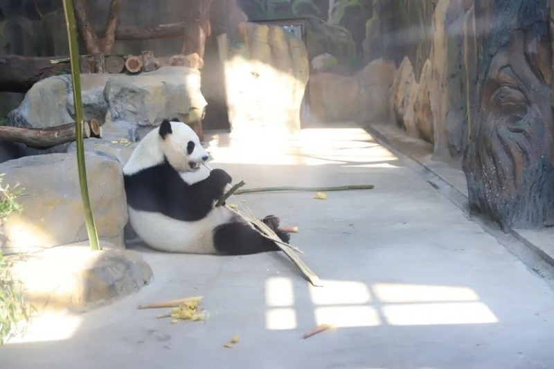 熊猫“启航”正在品尝来自闽侯的美味毛竹。