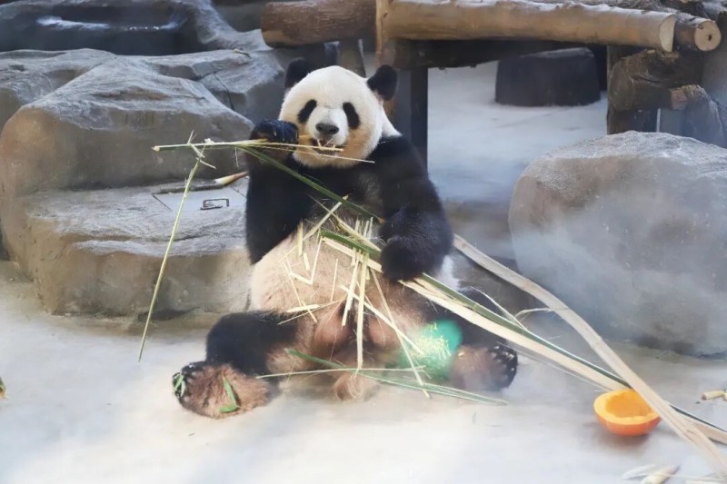来自闽侯的毛竹让熊猫“艾伦”胃口大好。