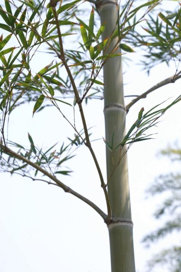 相较于其它地区的粗毛竹，九都村的细毛竹更受熊猫欢迎。