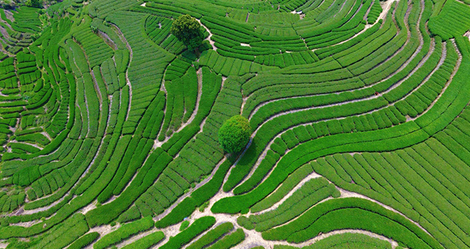 福建安溪铁观音春茶正式开采:茶山吐新绿