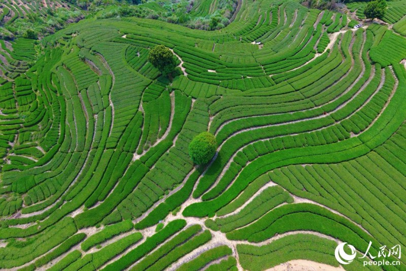 茶垄密布宛若迷宫。人民网 林铭贤 摄