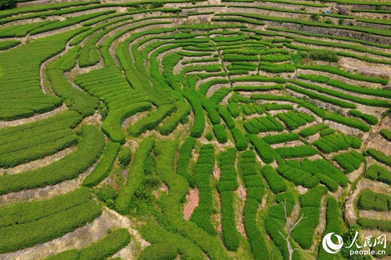 安溪县芦田镇漫山茶树吐露新芽。人民网 林铭贤 摄