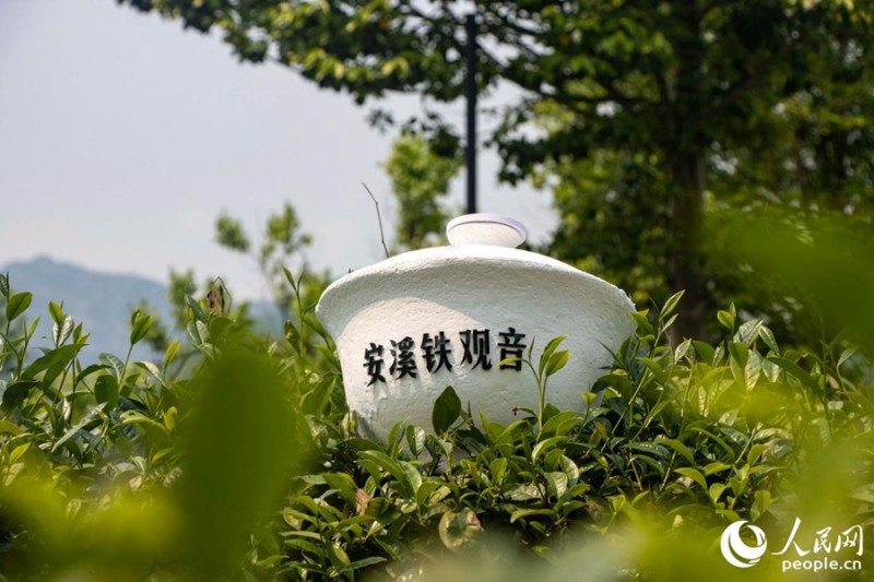 安溪全县生态茶园面积达48.6万亩。人民网 林铭贤 摄