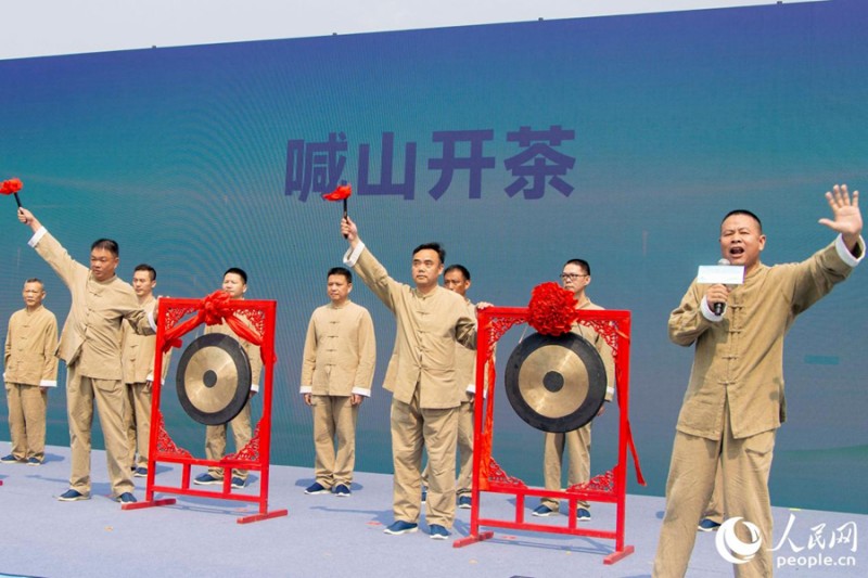 2026安溪铁观音开茶季正式启幕。人民网 林铭贤 摄