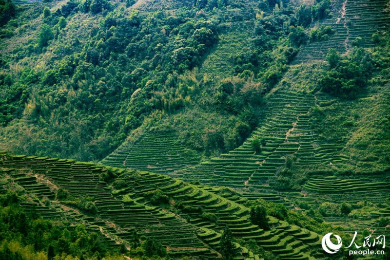 福建省安溪县茶园规模达60万亩，年产茶叶6.2万吨。人民网 林铭贤 摄