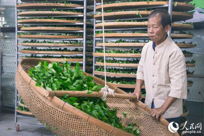 摇青，是安溪铁观音初制工艺中最关键、最考验茶人技艺的环节之一。人民网 林铭贤 摄