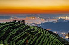 踏青好去處！連江爐峰山茶山風光如畫