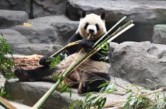 太萌啦！福州“國寶天團”的大夢山之春初體驗