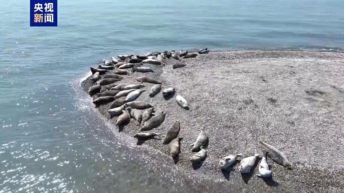 辽东湾野生斑海豹种群数量有望再创新高