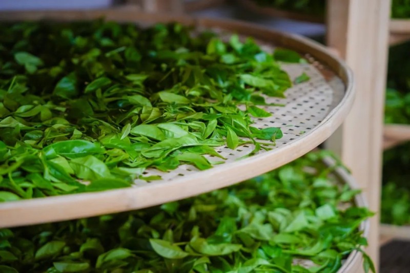 把晨采的鲜叶摇青、揉捻，见证一片叶子的魔法变身。